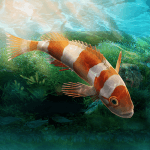 Aquarium Designer Logo